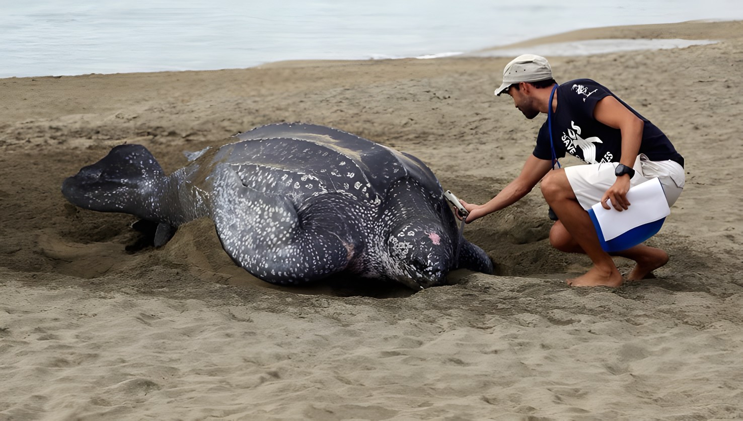 A leatherback turtle nesting on the beach while a turtle patrol member takes a reading