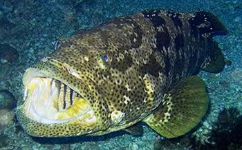 Grouper catch on the deck