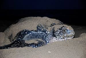 Leatherback turtle returning to the sea