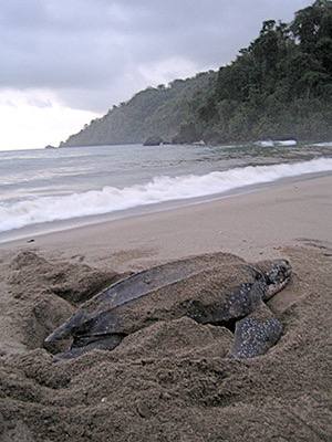 Turtle tracks in the sand at dusk