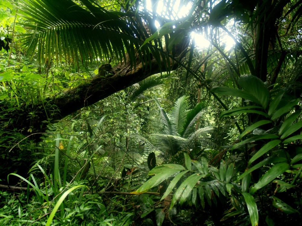 Dense green rainforest on the Gilpin Trace