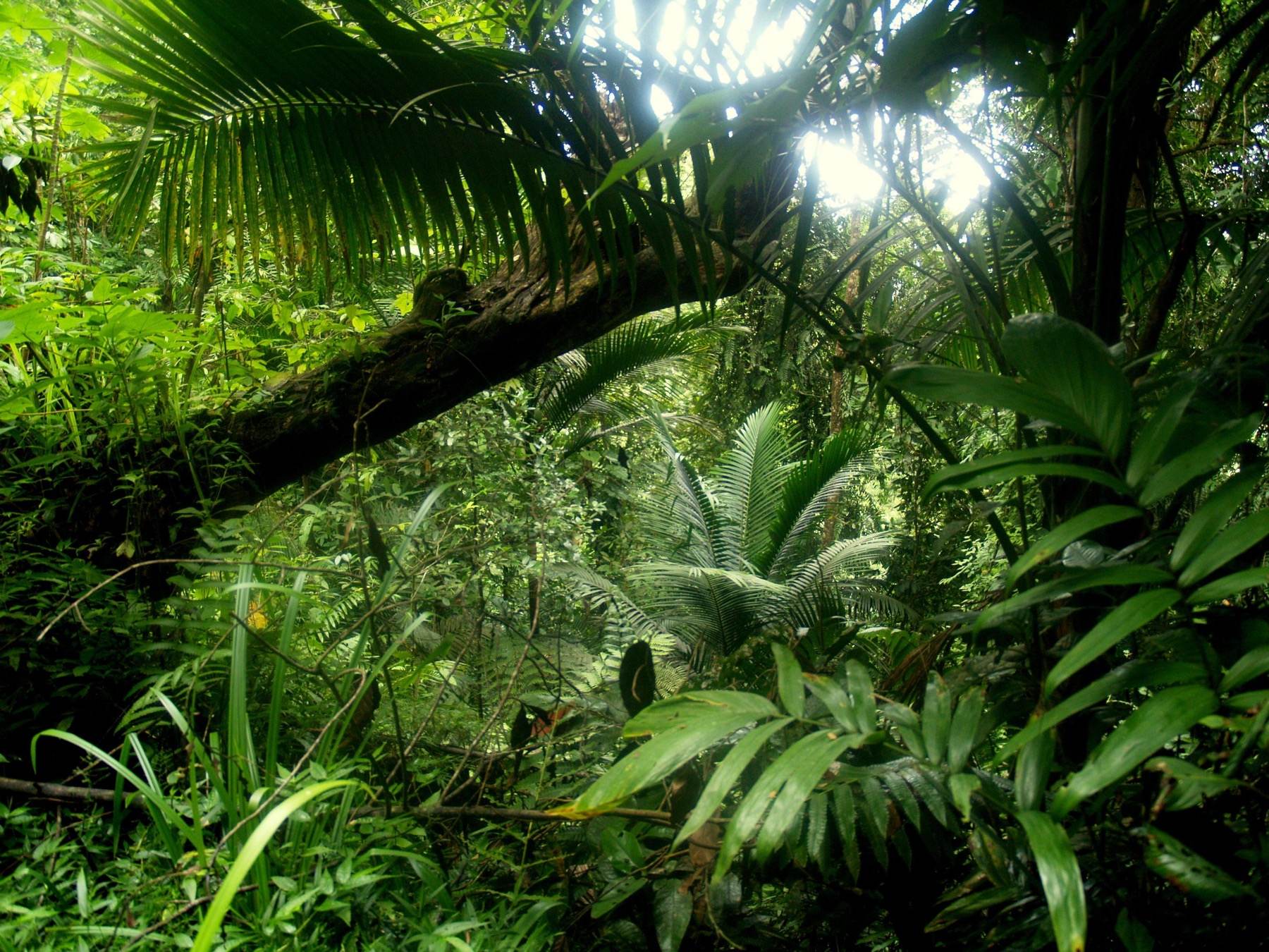 Sunlight falling through dense rainforest on the Gilpin Trace trail
